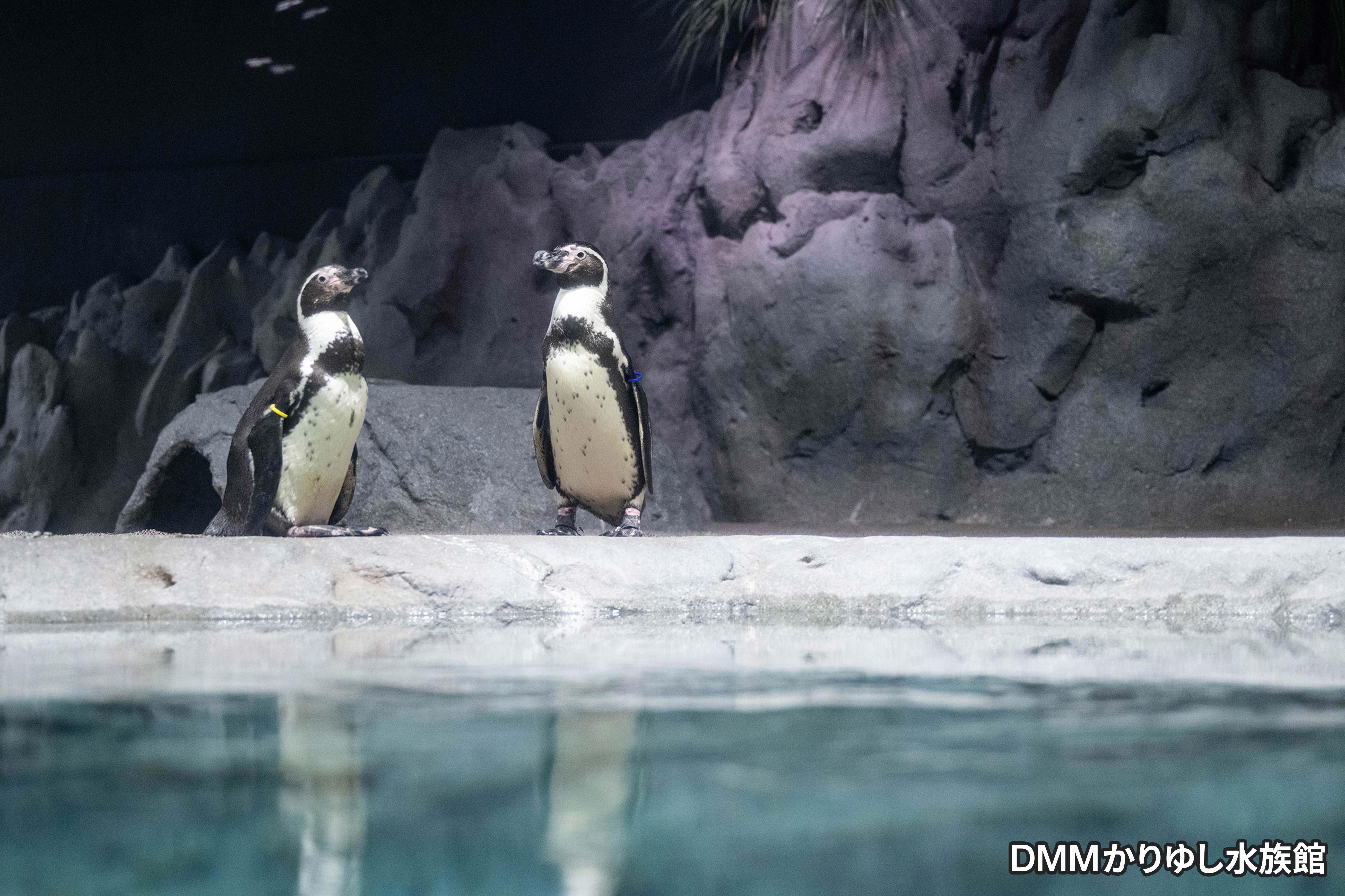 [오키나와]  오키나와 푸른 동굴 체험 다이빙