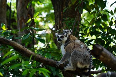 [치앙마이] 사파리 입장권