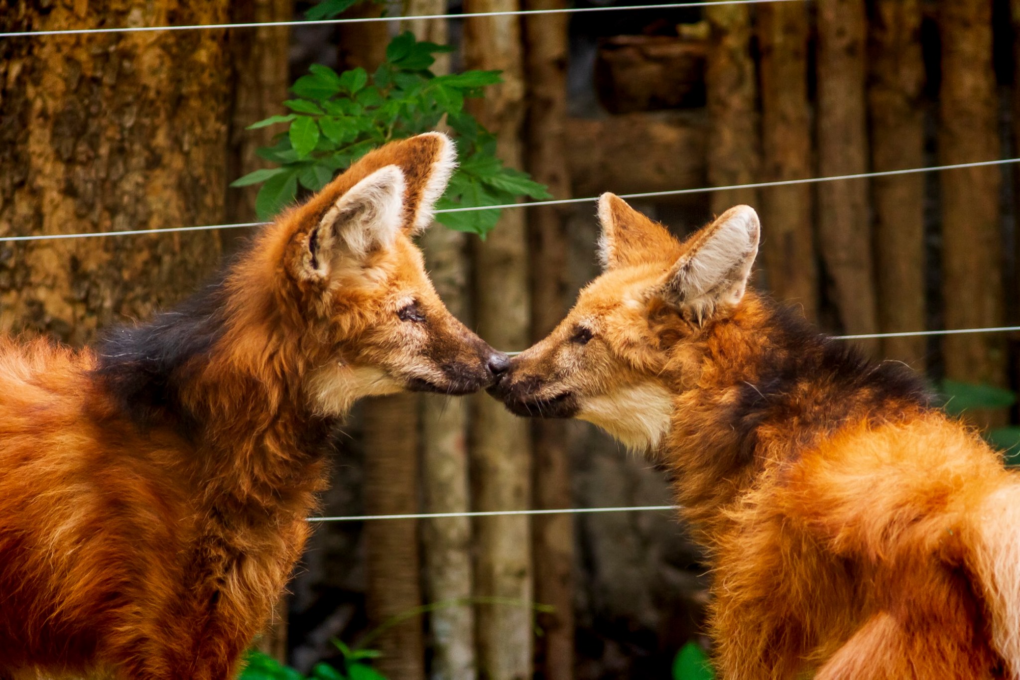 [치앙마이] 사파리 입장권