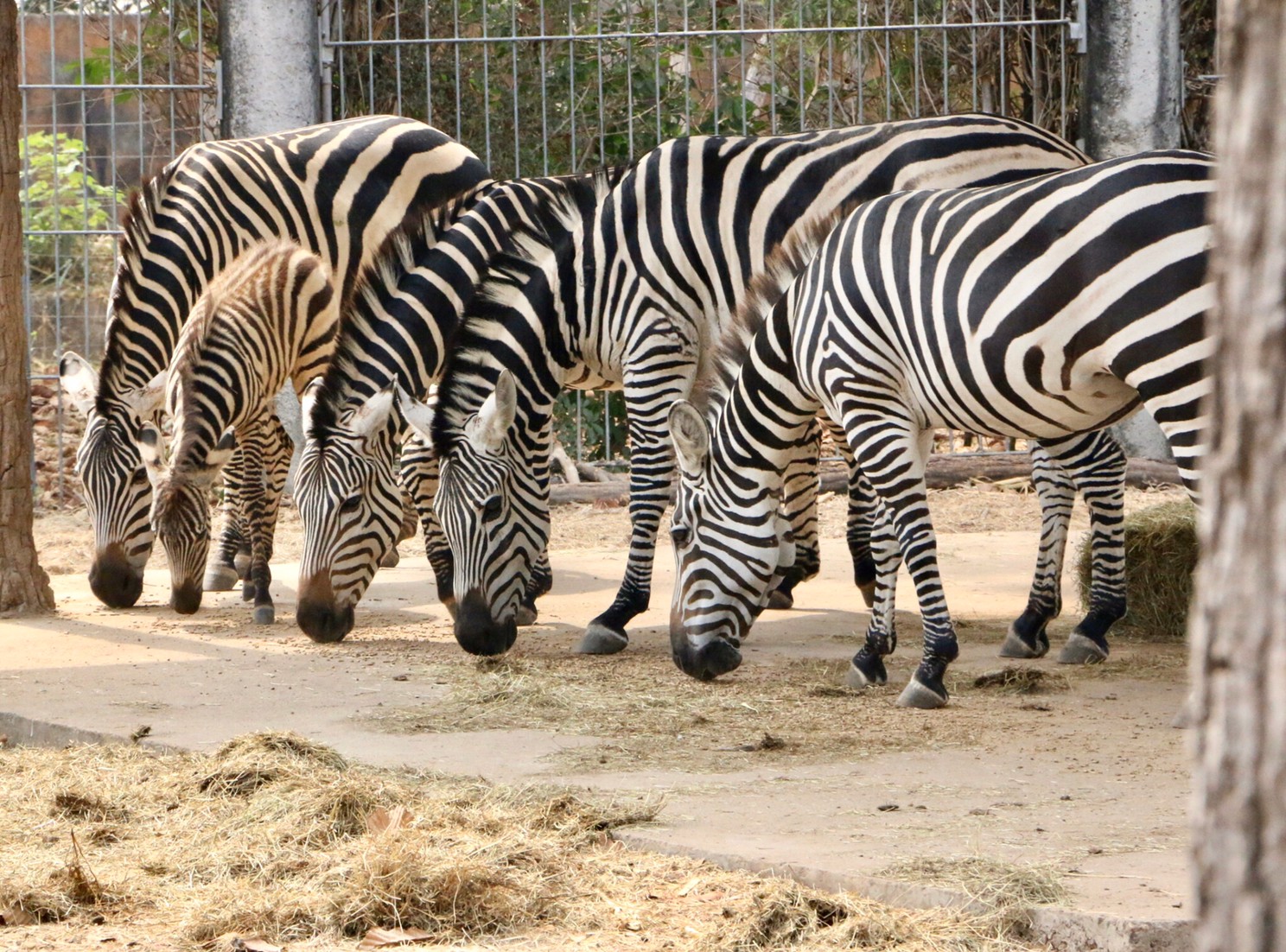 [치앙마이] 사파리 입장권