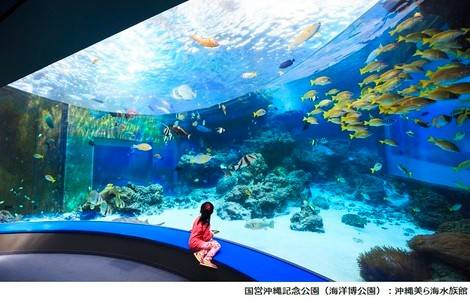 [오키나와] 츄라우미 수족관 (현장 수령)