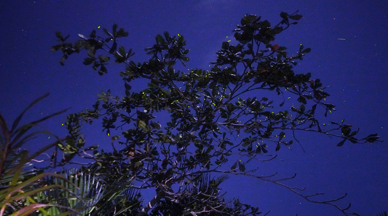 [보홀] 로아이강 반딧불이 반딧불 단독 차량 단독 배 투어 픽드랍 포함